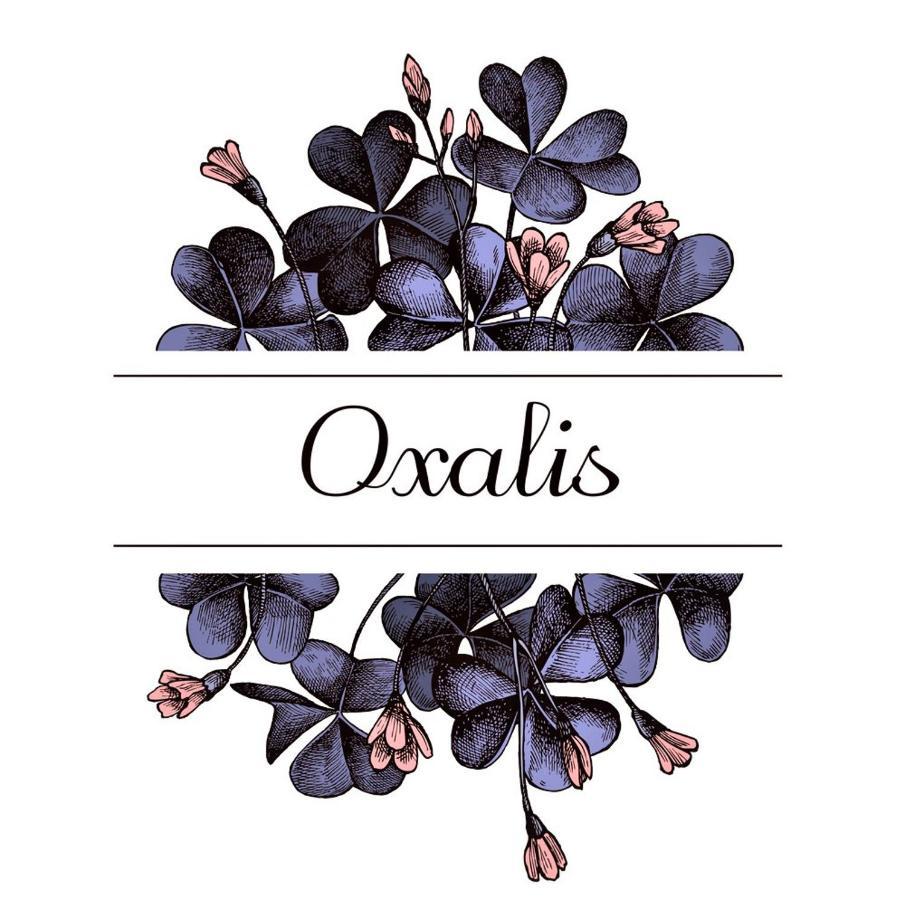 Oxalis Διαμέρισμα Μπολόνια Εξωτερικό φωτογραφία